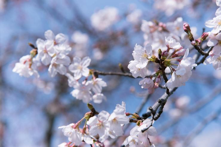 Gekkouzakura: Sakura Legendaris di Prefektur Kochi Yang Mekar Saat Bulan Purnama